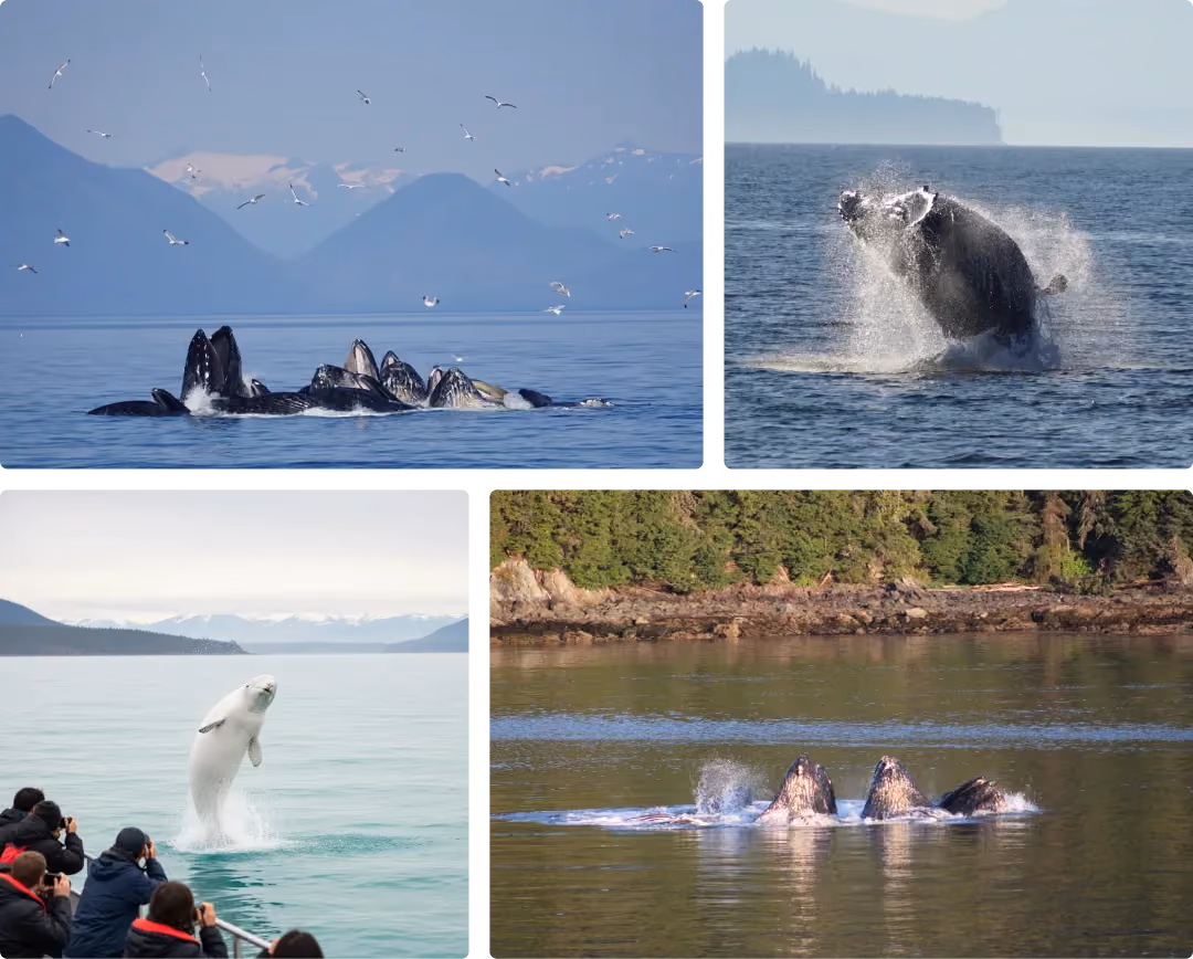 Whale Watching