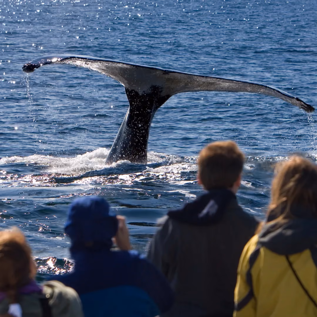 Whale Watching