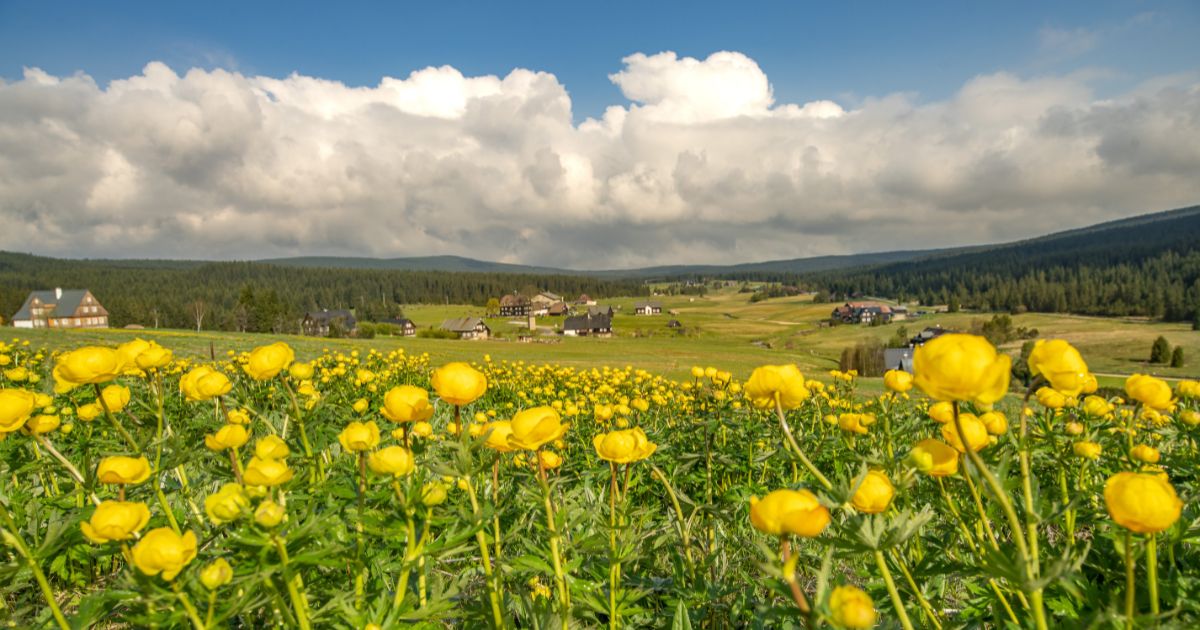 Krajina s polem žlutých květin, lesem, vesnicí a oblohou s mraky.
