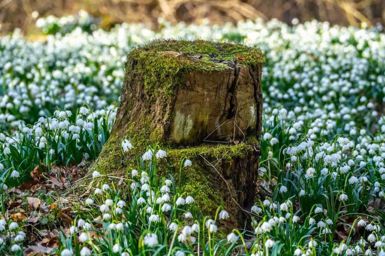Pařez pokrytý mechem uprostřed louky plné bílých sněženek.