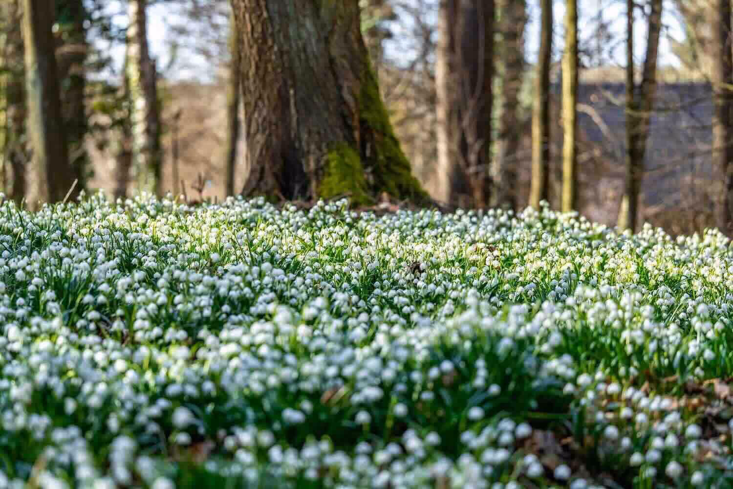 Louka posetá bílými květy jarních sněženek pod stromy v lese.