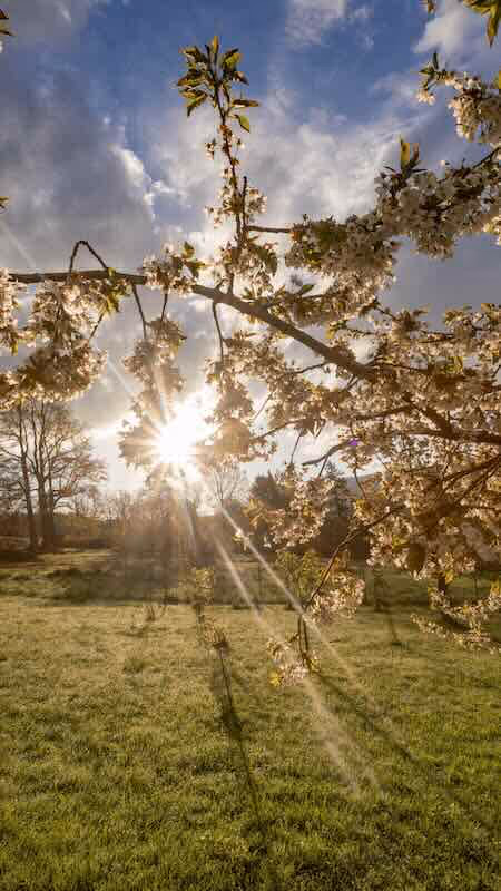 Krajina pokrytá sněhem s vyhlídkovou věží uprostřed zasněženého lesa za mlhavého zimního dne.