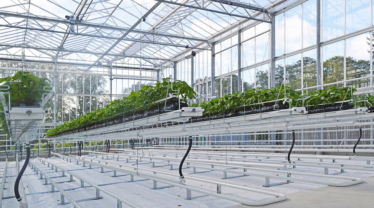 Glasshouse - University of Lincoln - Riseholme Campus