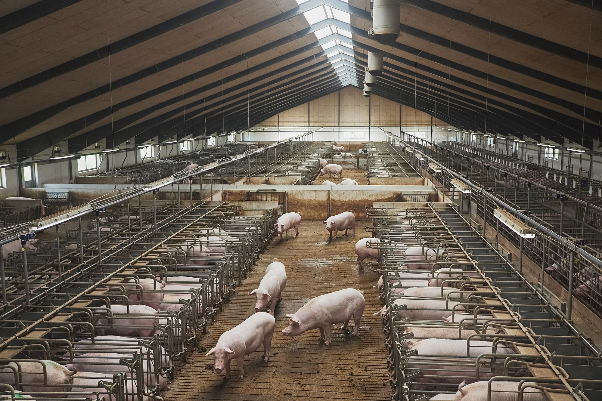 Pig agriculture warehouse