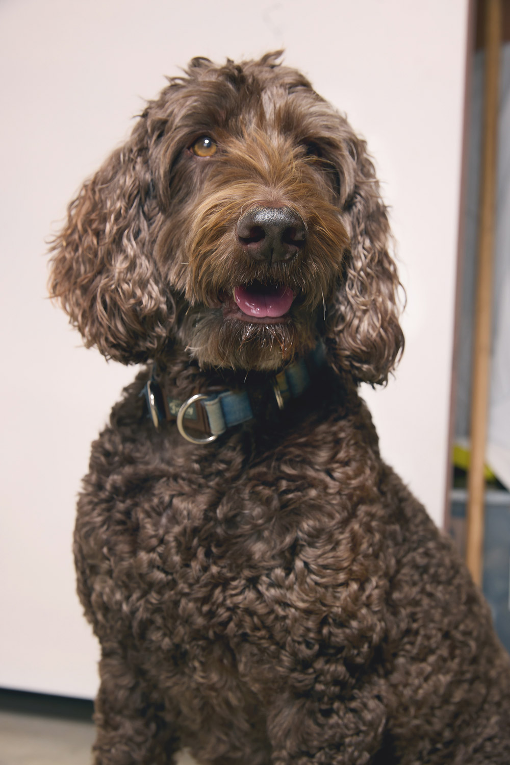 Rumble Team Maggie Image