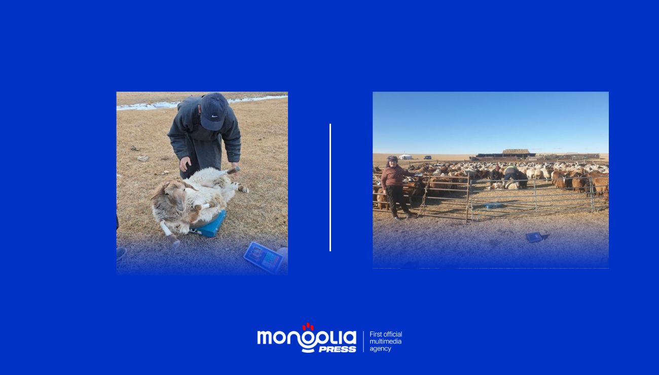 Малчдын шинэ хандлага, сэтгэлгээний өөрчлөлт “Хурга махлуулах” шийдэл