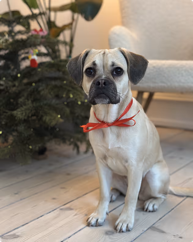 Mango skaber julehygge på kontoret