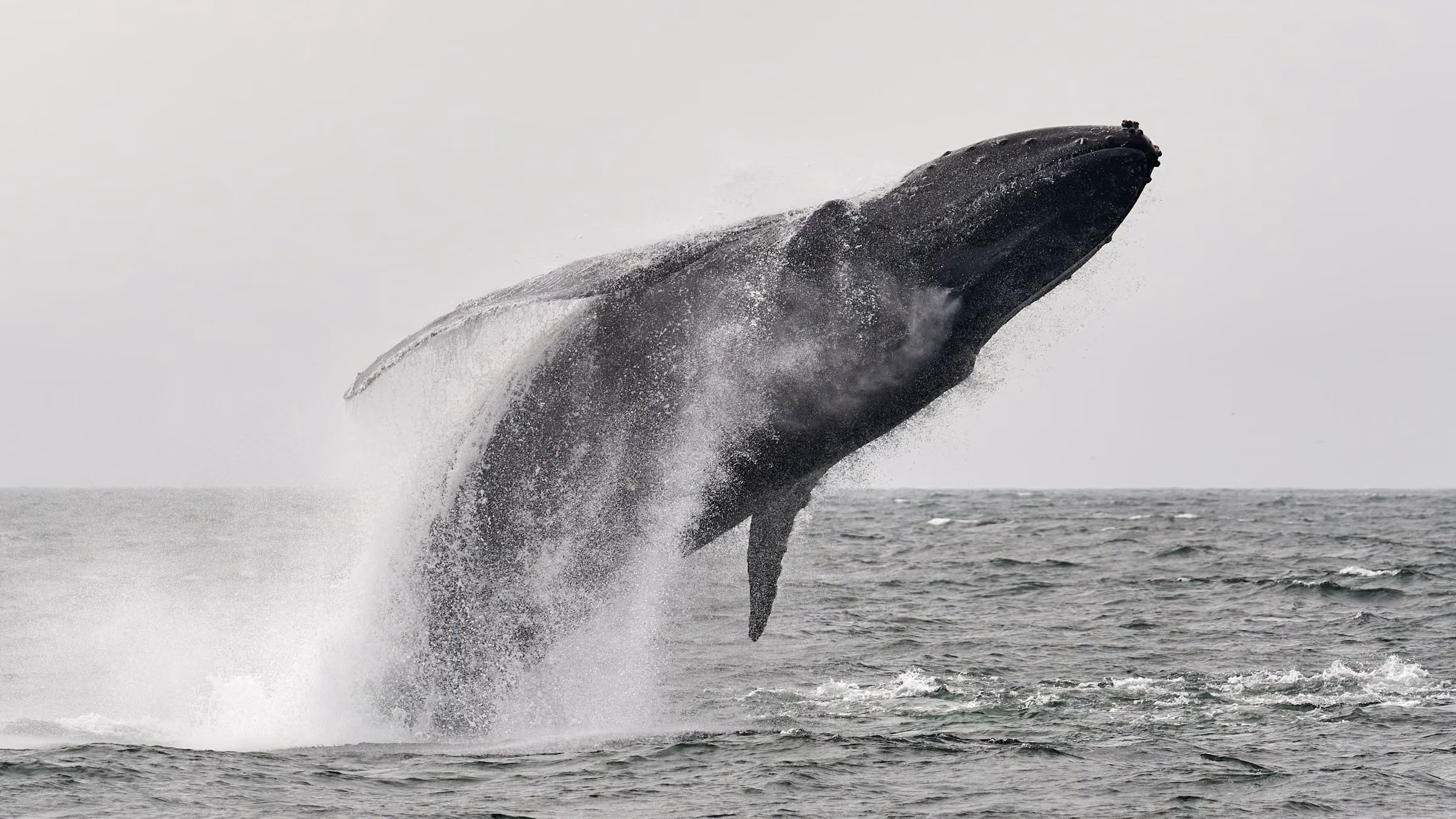 A humpback whale's tail breaching the ocean surface during a whale watching tour