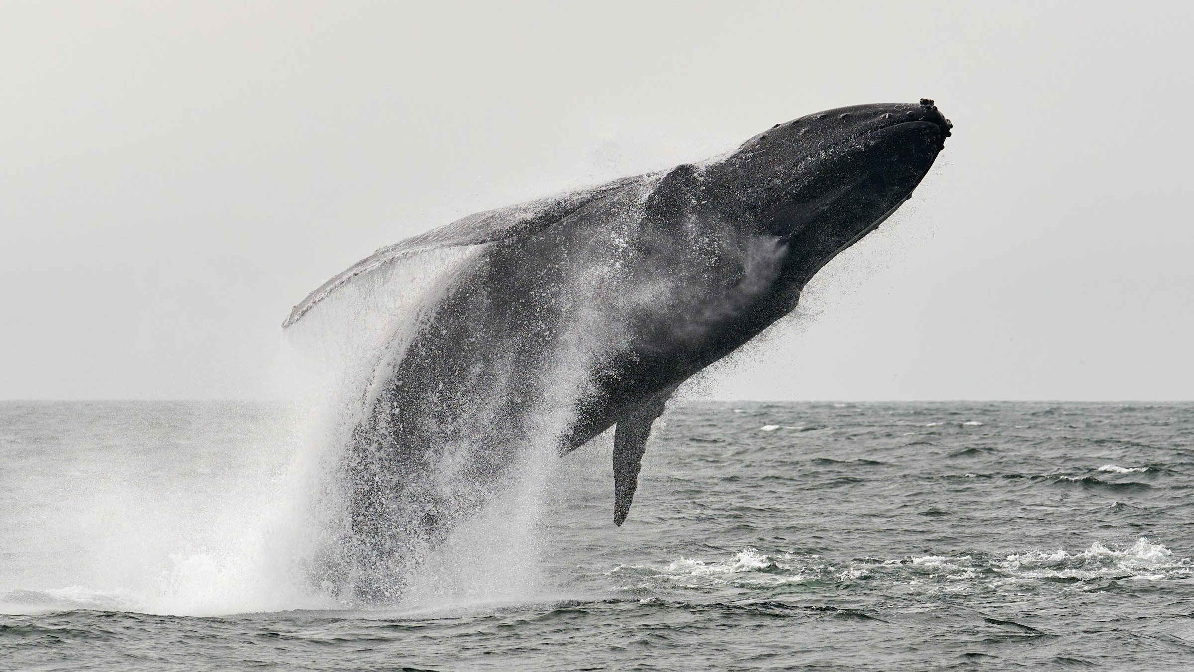 A humpback whale's tail breaching the ocean surface during a whale watching tour