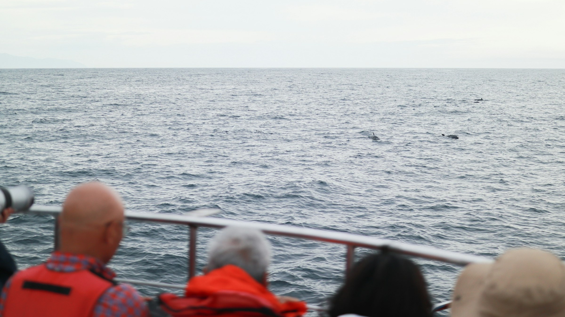 Guests aboard a tour boat watching a whale surface nearby