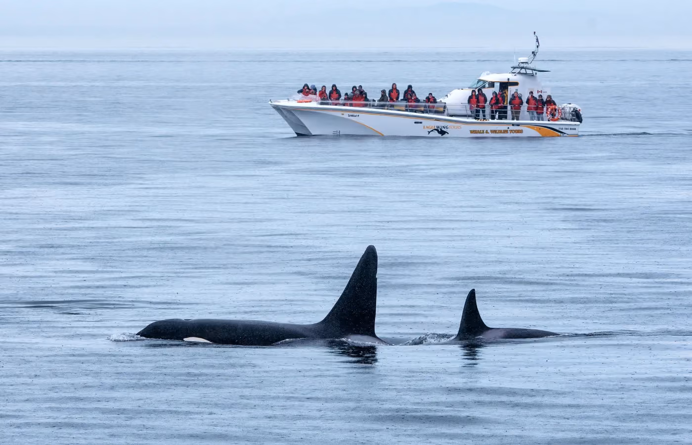 Two orcas swimming near an Eagle Wing Tours whale-watching vessel
