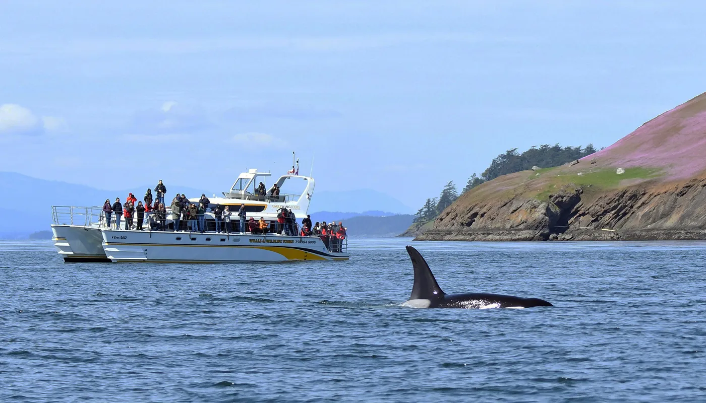 An Eagle Wing Tours vessel observing an orca near the coast of British Columbia