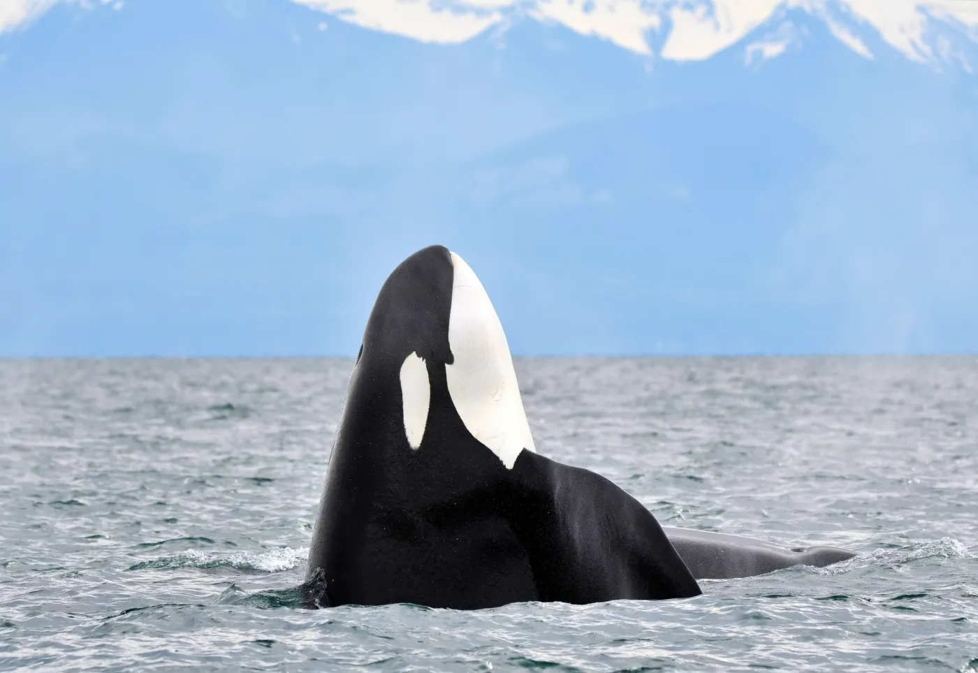 An orca spyhopping in coastal waters with snowcapped mountains in the distance