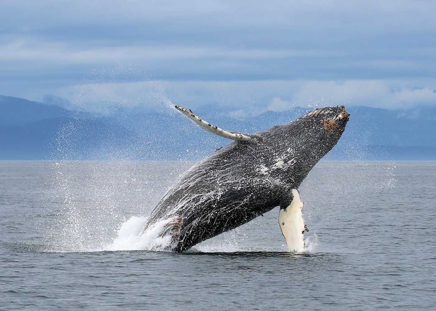 A humpback whale breaching off the coast of British Columbia