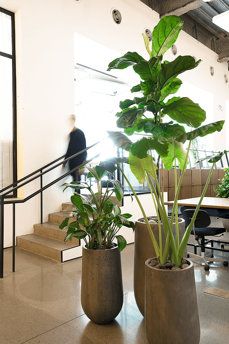 Plant care services maintaining lounge plants in a private club setting