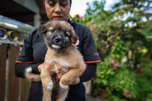 Soi Dog 2026 Q2 Update