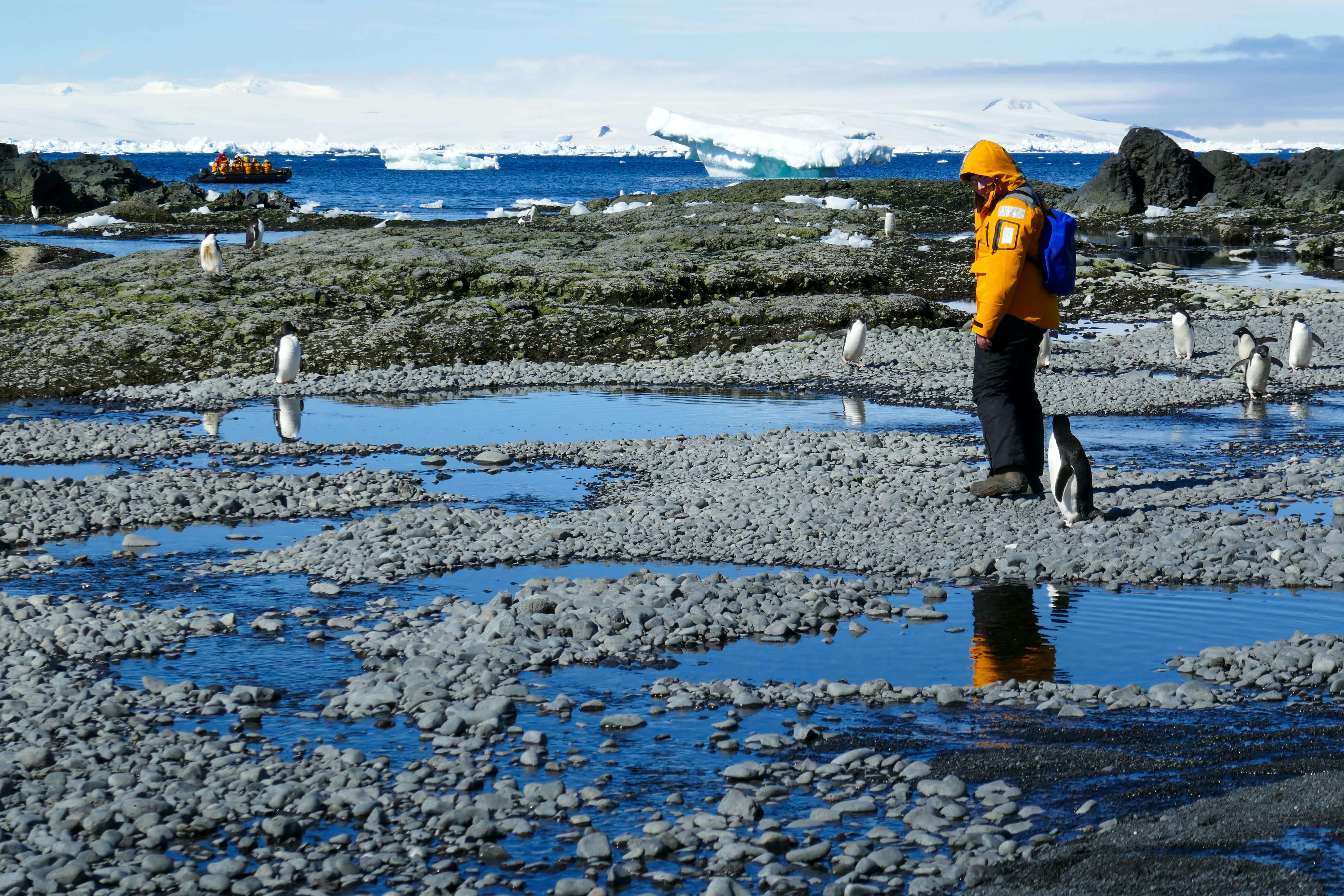 a lady with a penguin walking by her
