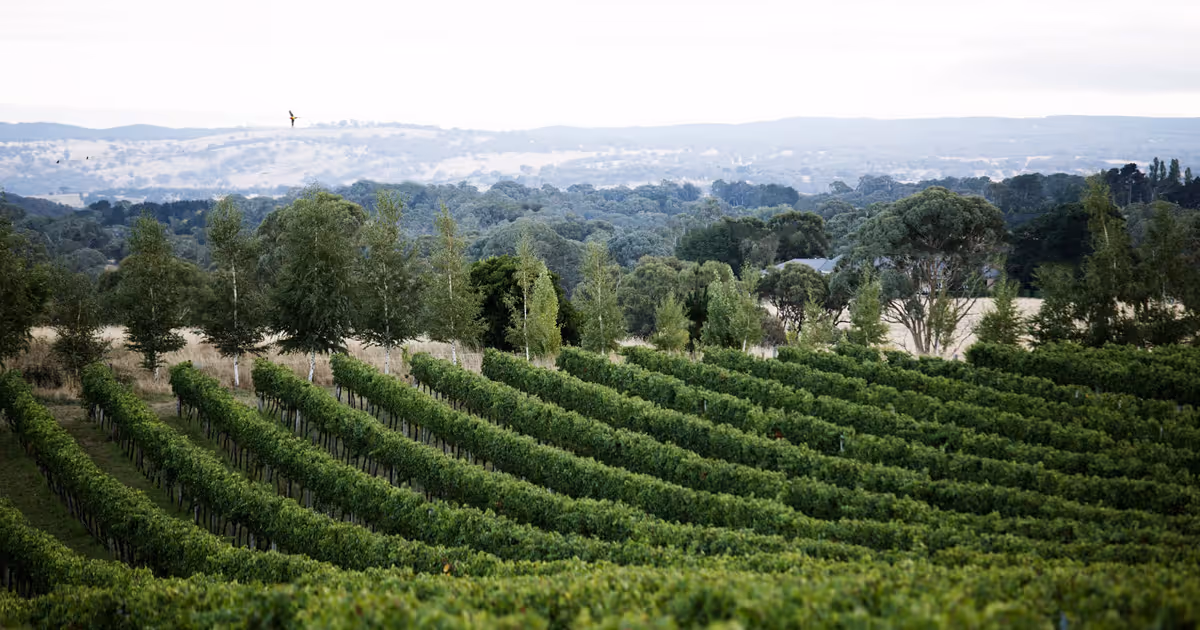 Rowlee Wines