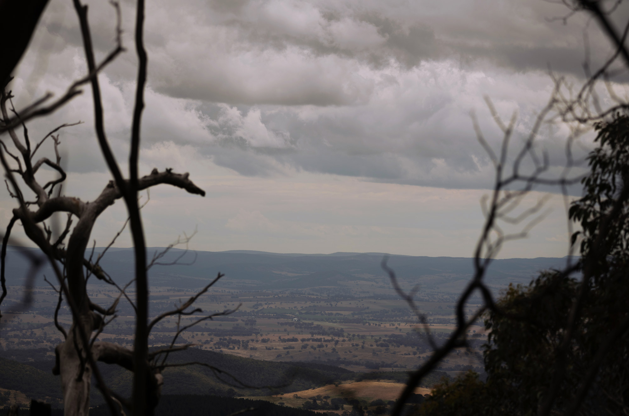 Cool climate vineyard at Rowlee Wines, Orange NSW, at harvest