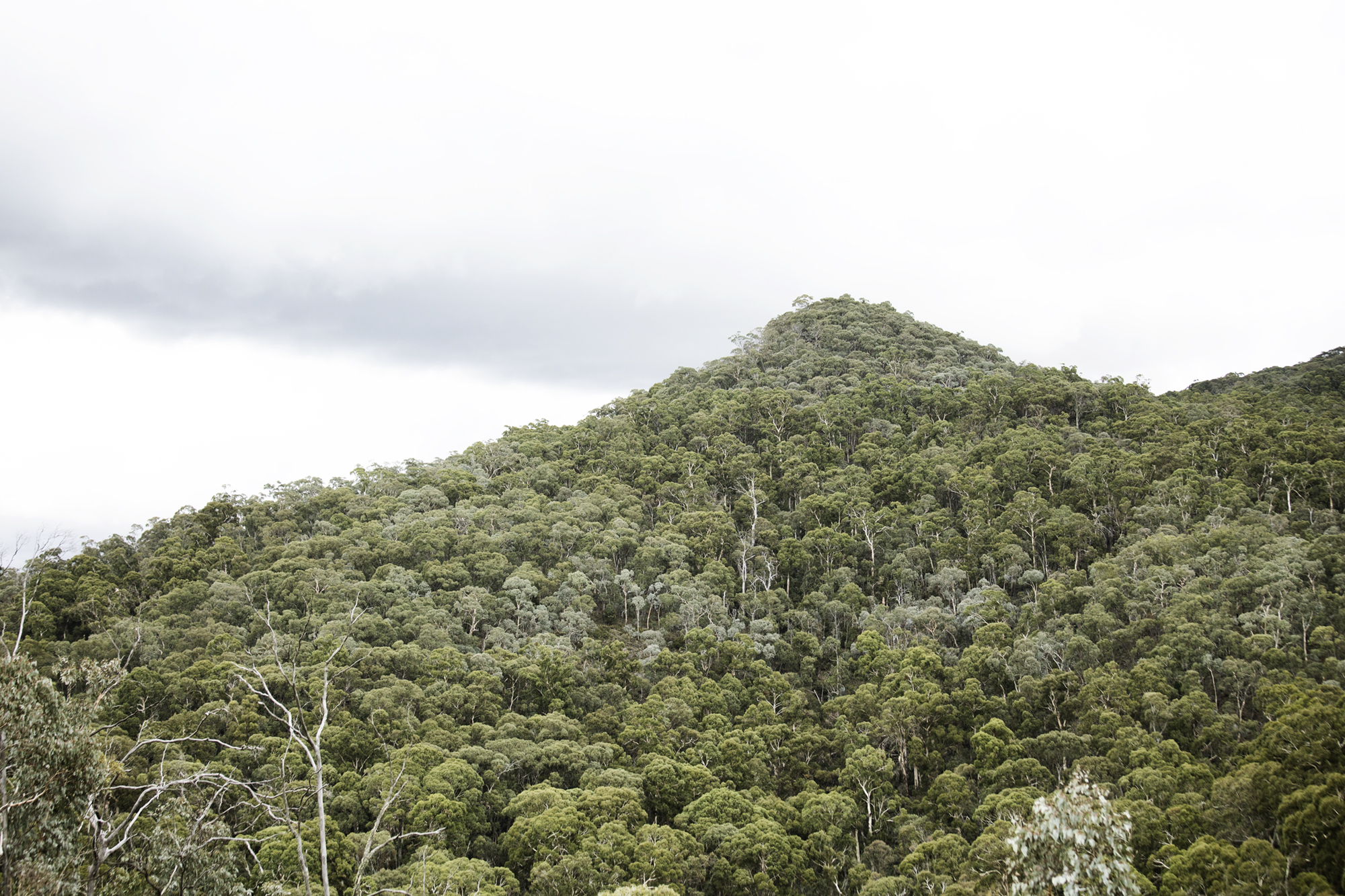Volcanic basalt soils at Rowlee Wines estate, Nashdale, Orange NSW