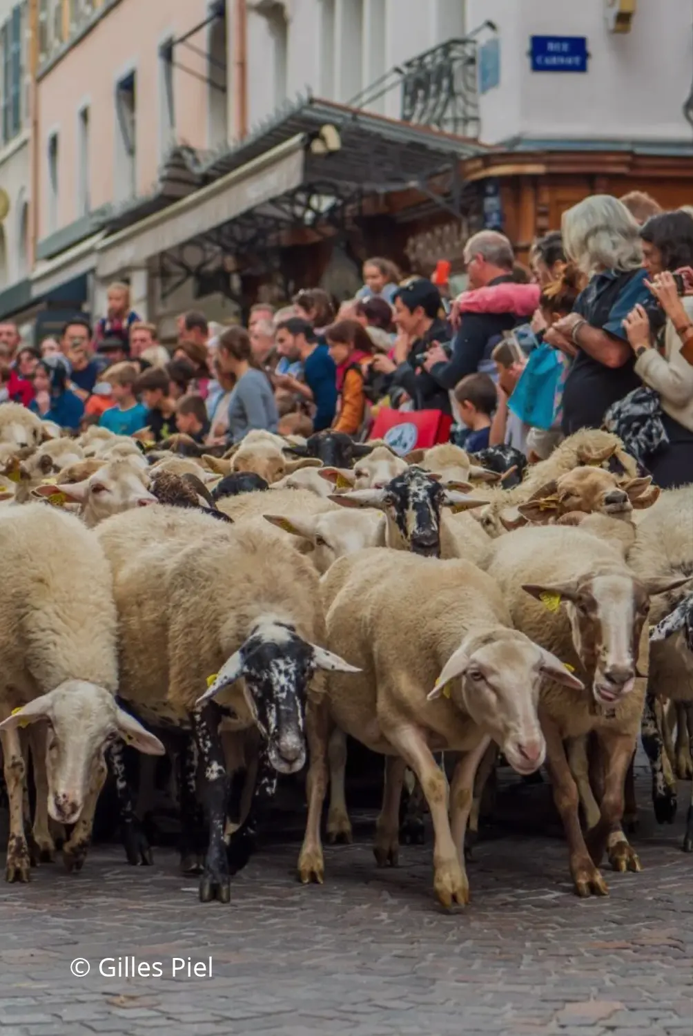 Troupeau de motons lors du retour des alpages à Annecy