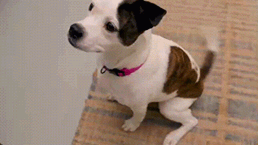 A gif of a dog wagging its tail.