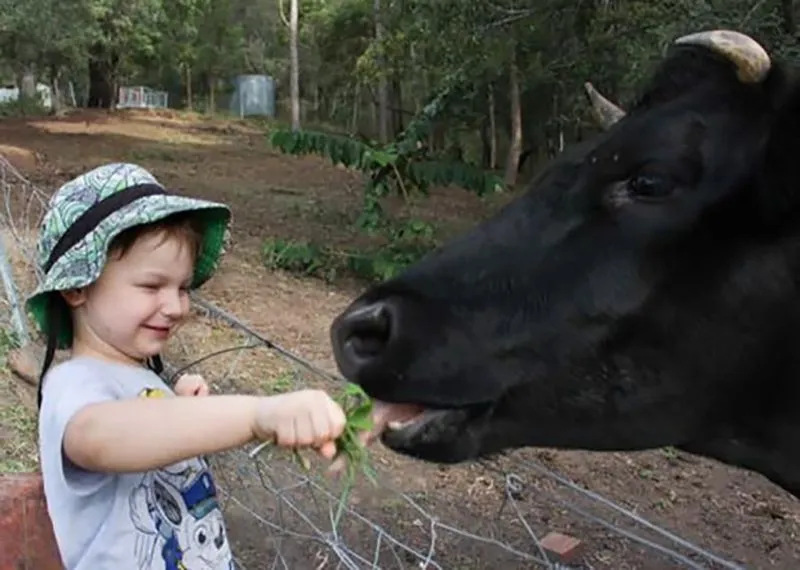 kid feeding cow