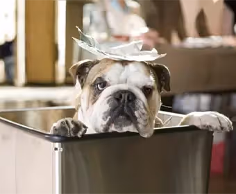 Hotel para Perros - Hotel for Dogs