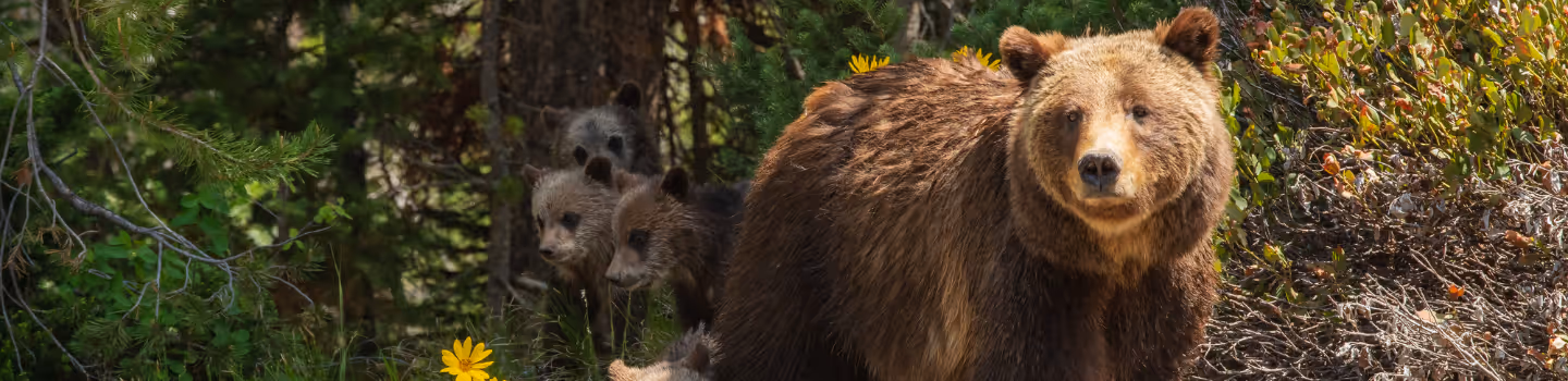 399: Queen of the Tetons