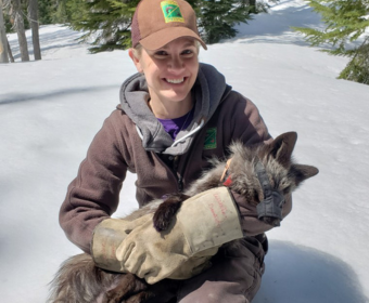 January Nature Night: Central Oregon’s Stealthy Sierra Nevada Red Fox