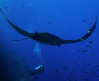 The Last Dive