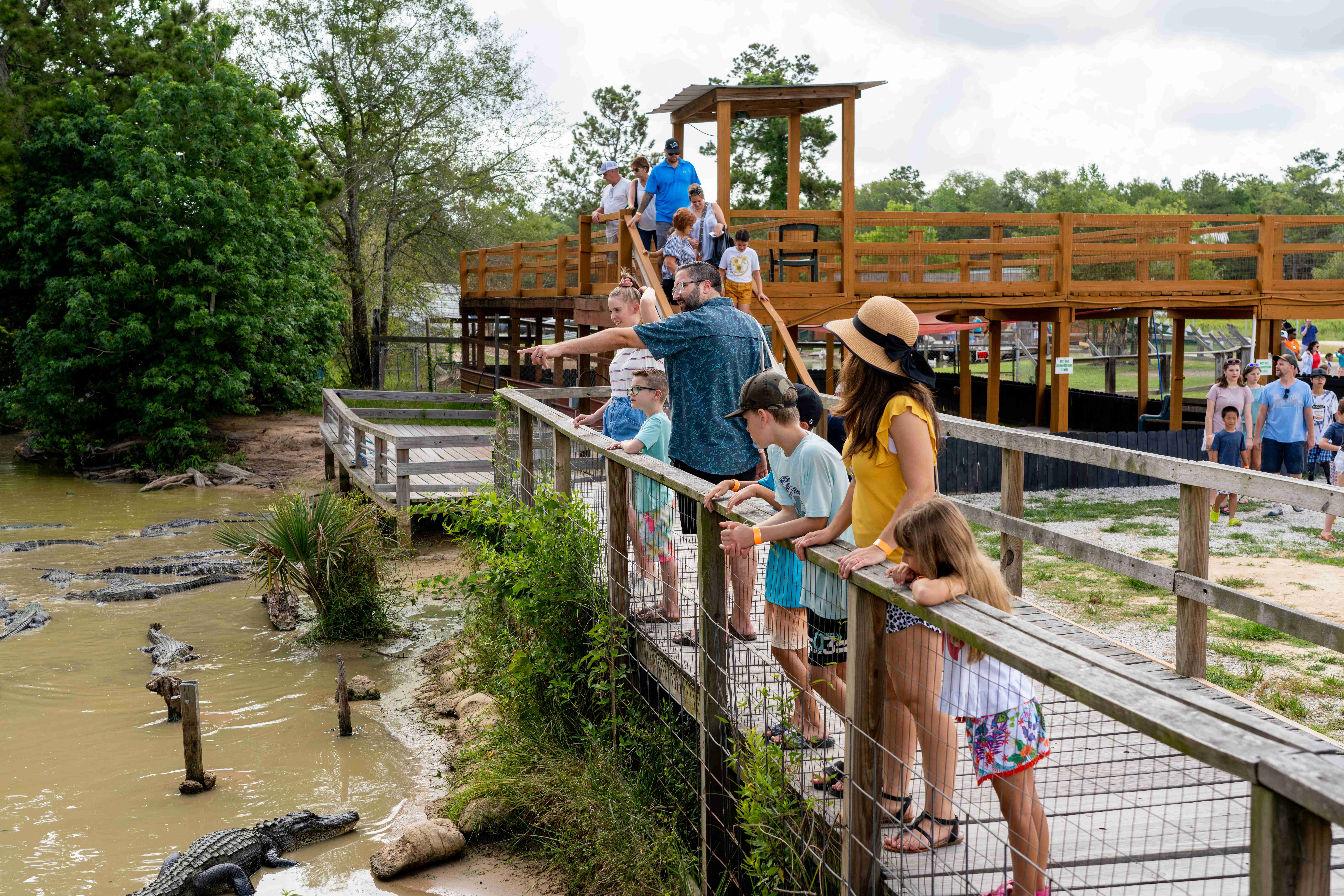 Visitors at Gator Country watching alligators