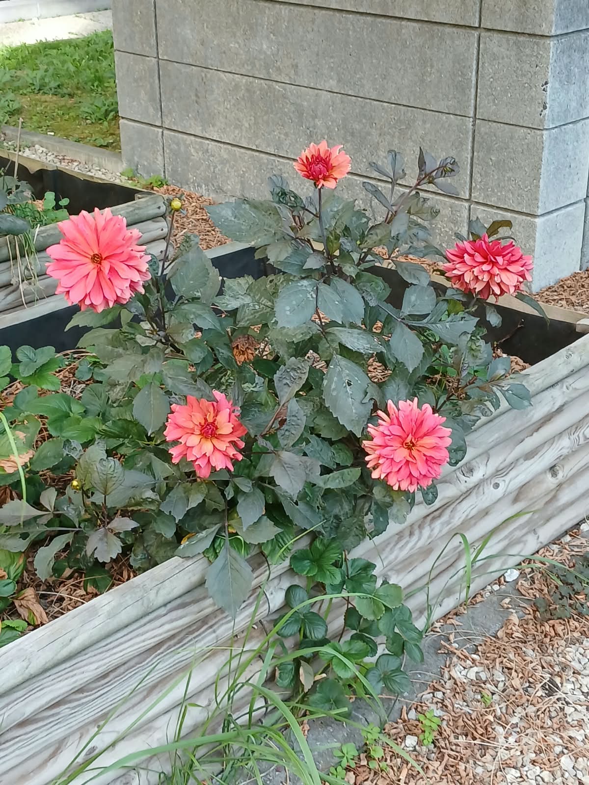 ANTARES (Woluwe-Saint-Lambert)