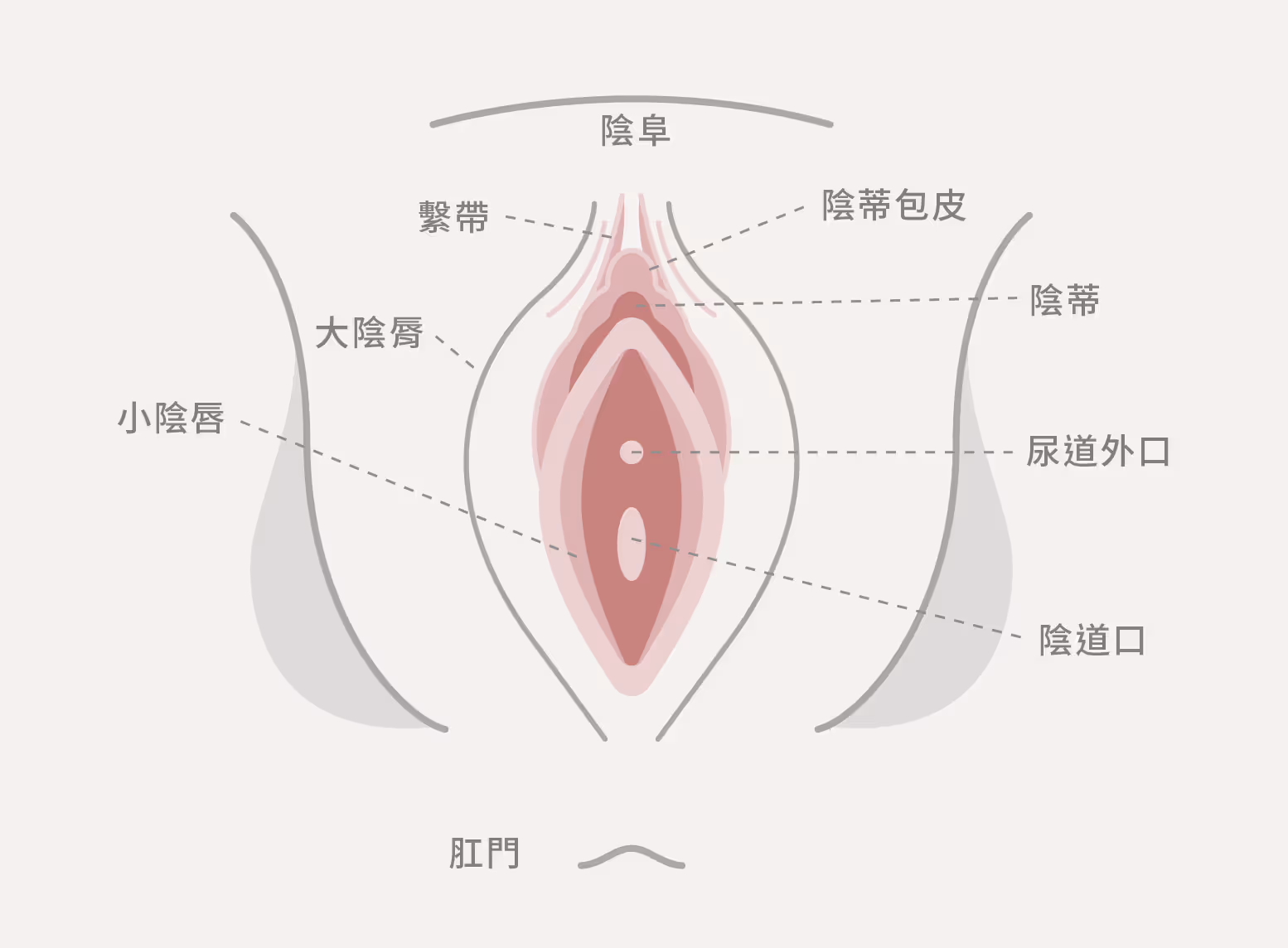 小陰唇介紹