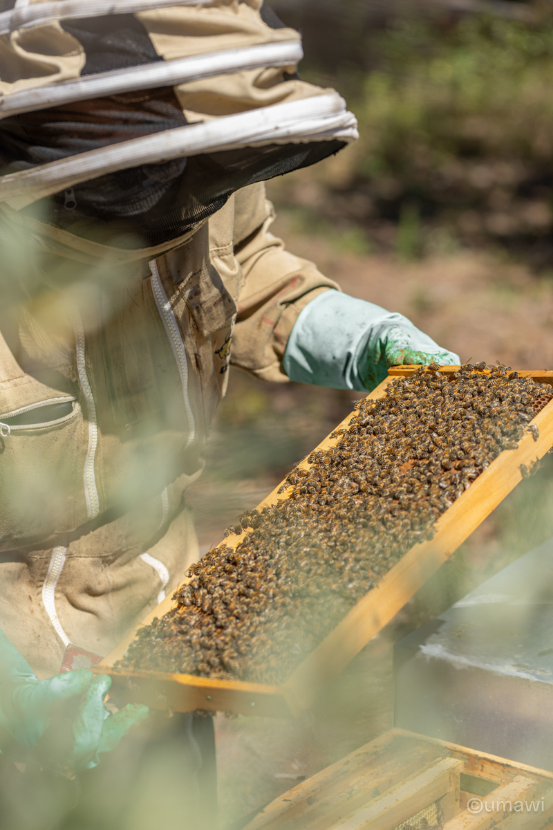 apiculture miel abeille