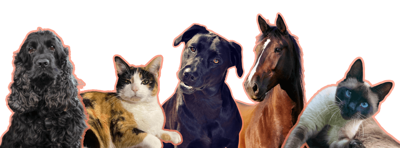 Un chien noir bouclé, un chat tricolore, un chien noir avec la tête inclinée, un cheval marron et un chat siamois avec des yeux bleus.