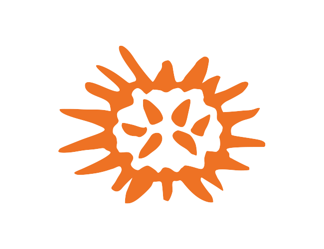 Sea urchin illustration