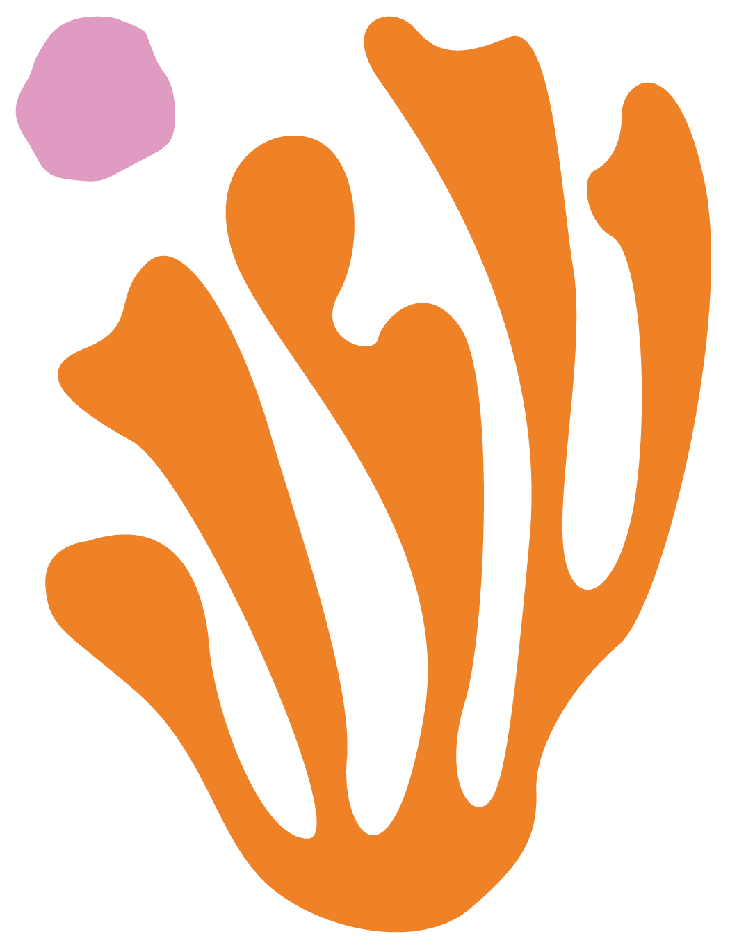 Coral illustration