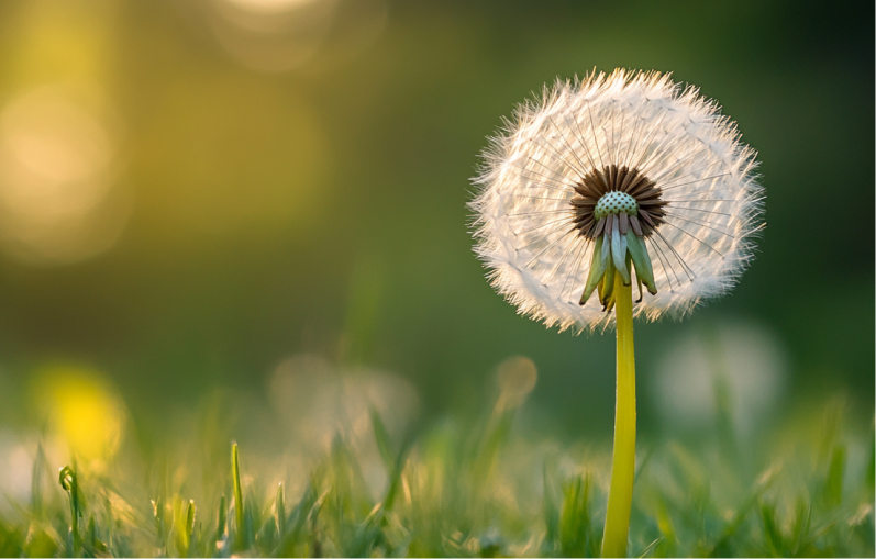 Pusteblume für eine Psychotherapie Psychotherapie und Beratung während des Kuraufenthaltes