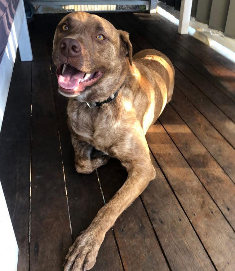 Rescue Pet Of The Week Hug-able Harvey!