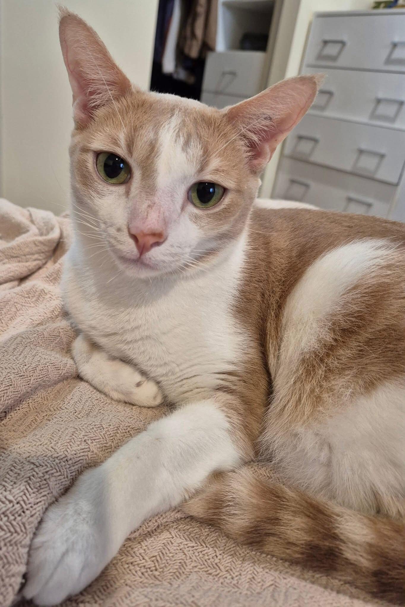 Rescue Pet Of The Week Meet Kelton