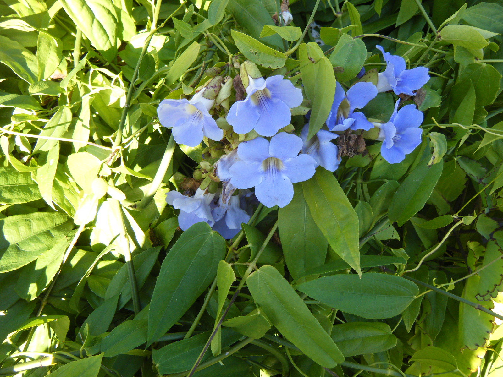 Have you seen Thunbergia?
