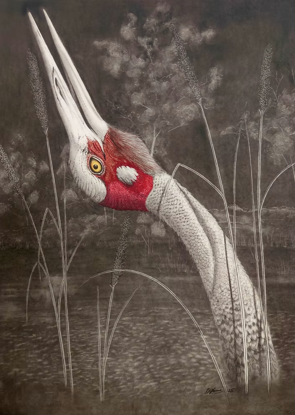 Cairns Artist Kevin Young Takes Top Honour At Hinchinbrook Birdlife Awards