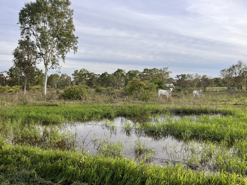 Disaster Recovery Grants Available for Hinchinbrook and Cassowary Coast Producers 