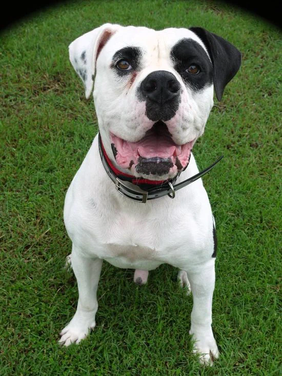 Rescue Pet Of The Week - Meet Ringo! 