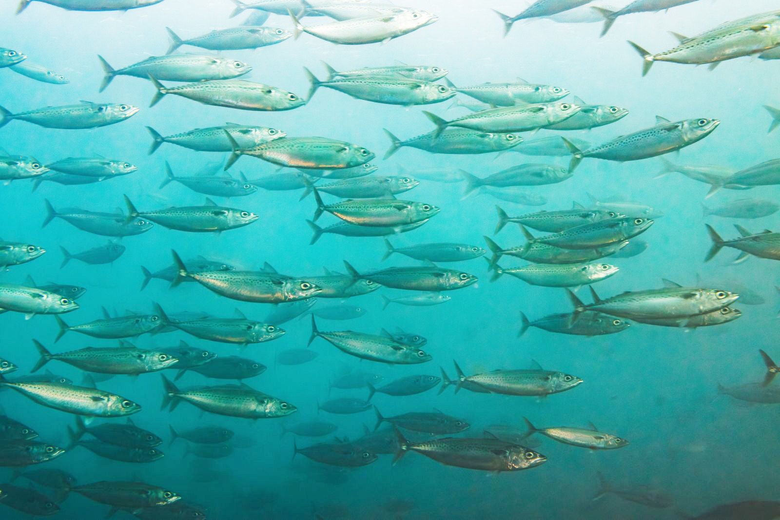 New Research Highlights Key to Marine Protection Success 