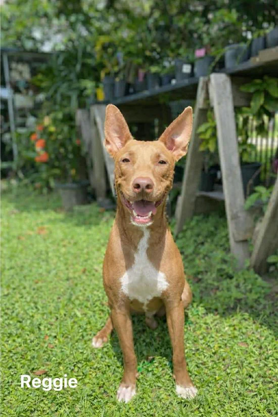 Rescue Pet Of The Week - Meet Reggie, Your Loyal Golden Shadow