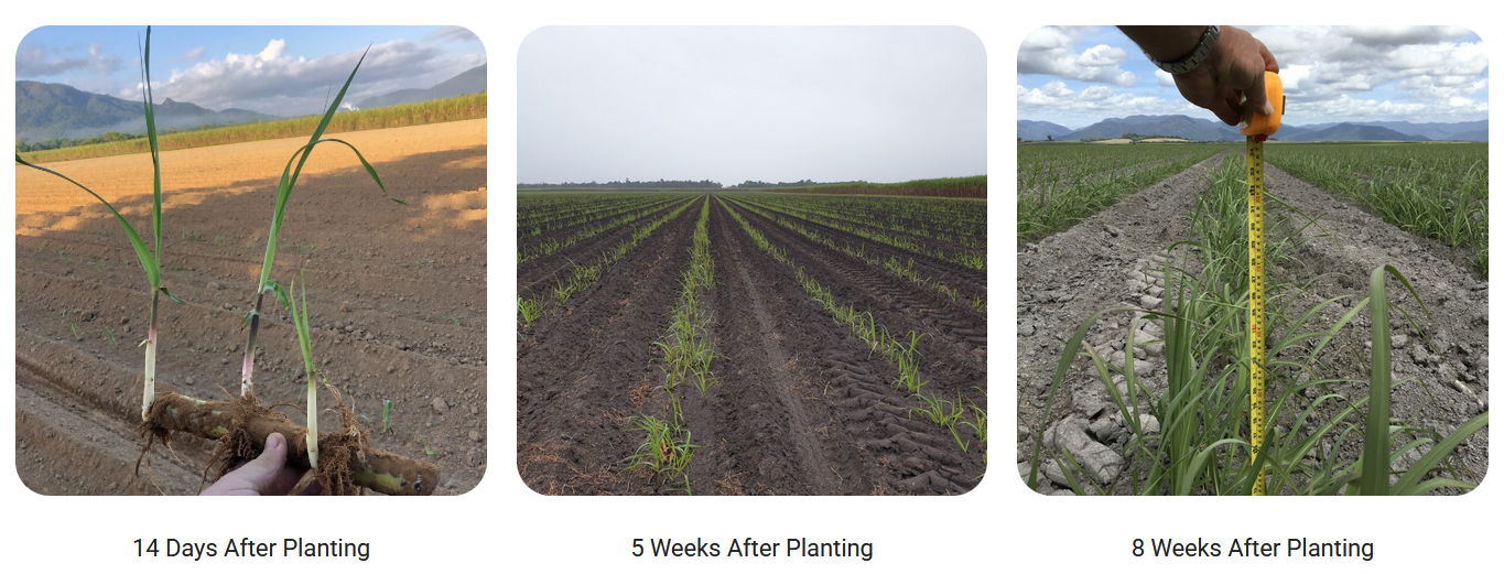 PlantStarter Is The Way To Grow This Season 