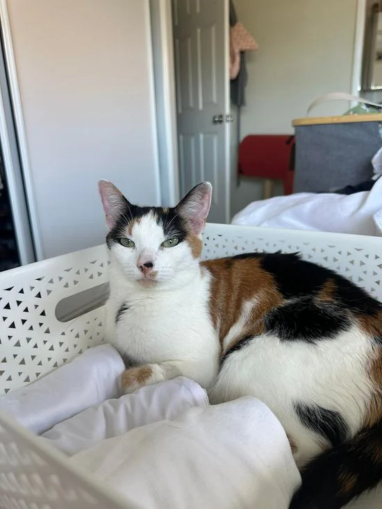 Rescue Pet Of The Week - Meet Jasmine!