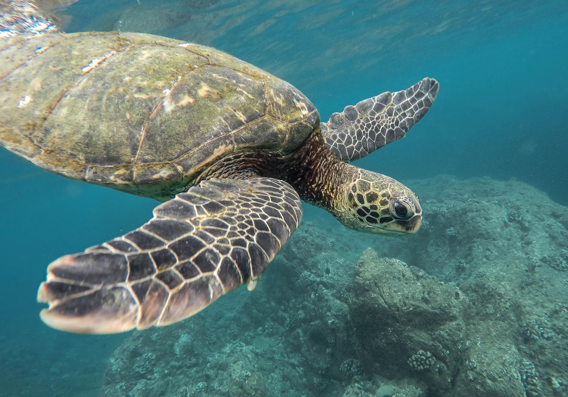 A SHELL OF A COMEBACK: BOUNCE BACK BASH FOLLOWS TASMAN TURTLE DAY 